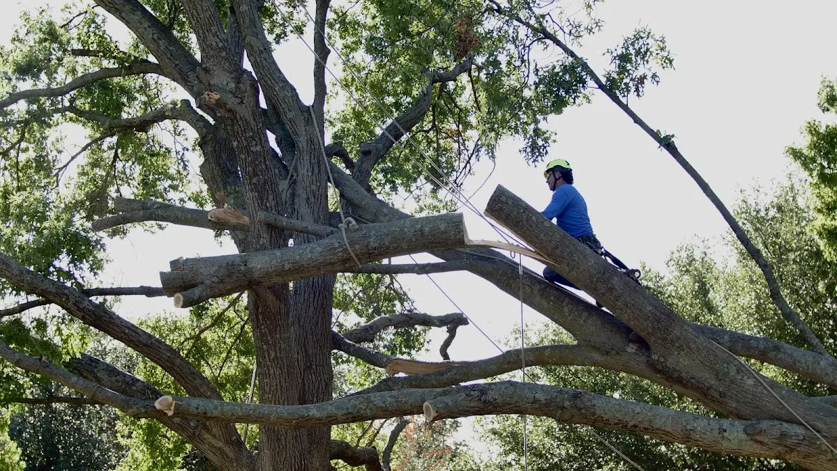 Professional Crown Thinning performed by certified arborists in Brick
