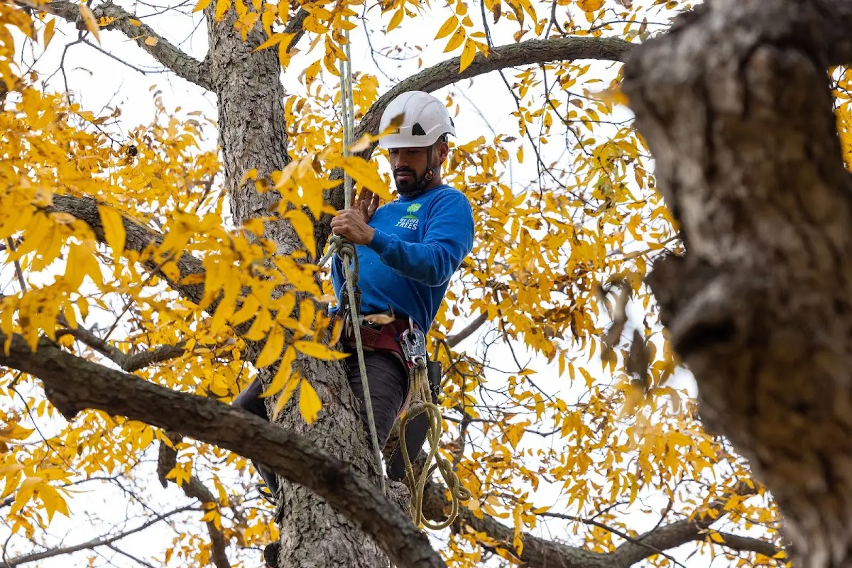 Skilled Tree Trimming crew working in Brick